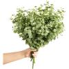 imageLings Moment Artificial Plants Amber Eucalyptus Leaves Branches6Pcs 175quot Tall Fake Greenery Filler wStems Realistic Texture Money Plant Leaves Decor for Wedding BouquetsTable Centerpieces RoomGrgrey Greengg
