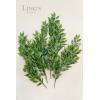 imageLings Moment Artificial Plants Italian Ruscus 4 Branches2953quot Tall Lush Greenery Bountiful Filler Fake Decor wStems Realistic Hanging Ferns for Wedding BouquetTable Centerpieces RoomOffice