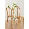 imageLings Moment 8pcs Wedding Aisle Chair Decorations Artificial Pew Flowers Markers Arrangements with Cards Chiffon Ribbons Rust ampamp Sepia Ceremony Chair Back Floral Decor Reception Church Party OutdoorLily White  Olive