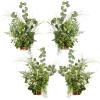 Gr-variety Greenery