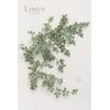 imageLings Moment Artificial Rose Green Leaf Garland Greenery Vine for DIY Wedding Head Table Welcome Sign Table Centerpieces Candle Ring Fireplace Plant Leaves Garland Decor