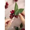 imageLings Moment Boutonniere for Men 10pcs Groomsmen Guest Boutonniere Artificial Flowers for Wedding DcorPromHomecomingetcDeep PurplePkred  Blush Pink