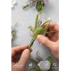 imageLings Moment Boutonniere for Men 10pcs Groomsmen Guest Boutonniere Artificial Flowers for Wedding DcorPromHomecomingetcDeep PurplePrplpurple