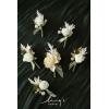 imageLings Moment Boutonniere for Men 6pcs Groom Groomsmen Boutonniere Artificial Flowers for Wedding DecorPromHomecoming etcDeep PurpleChrswhite Pampas  Chrismas