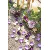 imageLings Moment Rose Petals Silk Flower Petals for WeddingAisleFlower Girl BasketsTable Centerpiece DcoretcDeep Purple 200pcsPrplpurple  Lilac