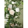 imageLings Moment Flower Garland  6FT Eucalyptus ampamp Rose  Sweetheart Table Decor for Wedding Reception Artificial Floral Garland for Arch Mantle Christmas Backdrop Decoration PurpleWhtwhite  Lily  Olive