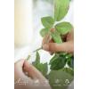 imageLings moment 6Pack 2ft Artificial Flowers Garland Green ampamp Sage Lantern Flower Centerpieces Mauve Wedding Aisle Decor Chair Flowers Arch Floral for Signs DIY Table Wall Window Cake DecorationWhtwhite