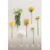 imageLings moment Artificial Greenery Stems Box Set 48pcs with 7 Kinds of Faux Greenery Picks for DIY Bridal Bouquets Wedding Floral Arrangement Table Centerpieces Tawny Beige ampamp Sand BeigeYlwlemonade Yellow