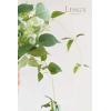 imageLings moment Artificial Greenery Stems Box Set 48pcs with 7 Kinds of Faux Greenery Picks for DIY Bridal Bouquets Wedding Floral Arrangement Table Centerpieces Tawny Beige ampamp Sand BeigeGrnlight Green  White