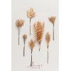 imageLings moment Artificial Greenery Stems Box Set 48pcs with 7 Kinds of Faux Greenery Picks for DIY Bridal Bouquets Wedding Floral Arrangement Table Centerpieces Tawny Beige ampamp Sand BeigeGldgolden