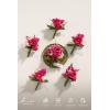 imageLings moment Boutonniere for Men 6pcs Groom Groomsmen Boutonniere Artificial Flowers for Wedding DecorPromHomecoming etcSand Beige WhitePkhot Pink  Magenta Blush
