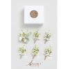 imageLings moment Boutonniere for Men 6pcs Groom Groomsmen Boutonniere Artificial Flowers for Wedding DecorPromHomecoming etcSand Beige WhiteWhtwhite  Lily  Olive
