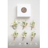 imageLings moment Boutonniere for Men 6pcs Groom Groomsmen Boutonniere Artificial Flowers for Wedding DecorPromHomecoming etcSand Beige WhiteWhtwhite  Lily  Olive