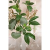 image:imageLings moment Artificial Greenery Stems Box Set Faux Greenery Picks for DIY Bridal Bouquets Wedding Floral Arrangement Table Centerpieces Dark Green amp SageGreenery Combo Olive Green  Dark Green