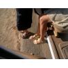 imageECCO Womens Gruuv Sol SandalStraw Nubuck